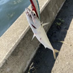 勤務帰りのショアジギング