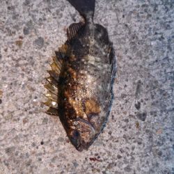 サバの猛攻にあいながら