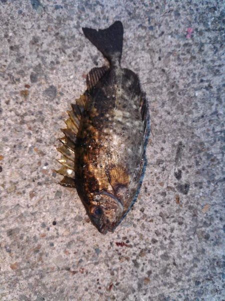 サバの猛攻にあいながら