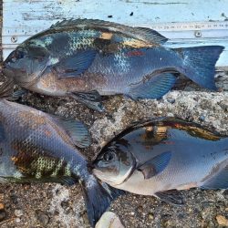 和歌山市江（吉丸渡船）で磯フカセ