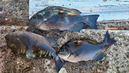 和歌山市江（吉丸渡船）で磯フカセ