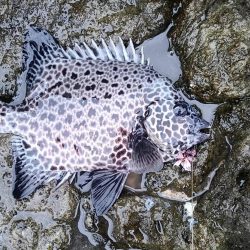 和歌山県串本　須江の磯で石鯛釣り