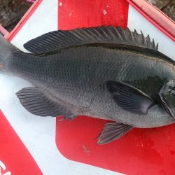 和歌山市江(吉丸渡船)で磯フカセ