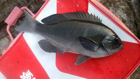 和歌山市江（吉丸渡船）で磯フカセ