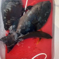 DAIWAマスターズ串本大会　予選