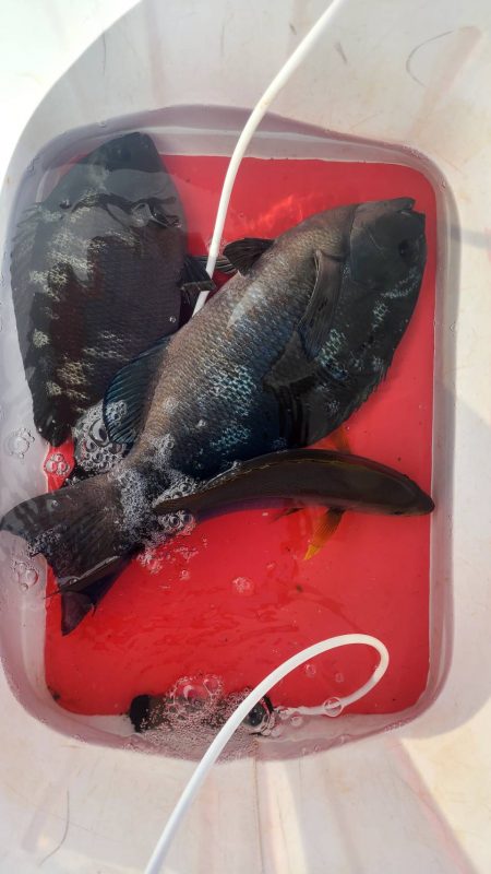 DAIWAマスターズ串本大会　予選