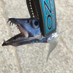 朝の太刀魚釣り