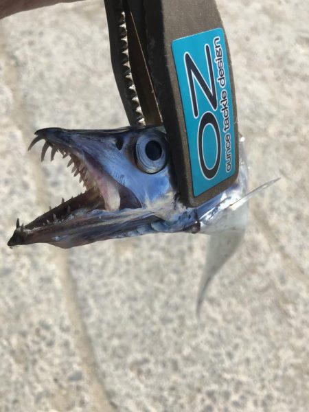 朝の太刀魚釣り