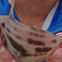 カワハギ釣れたよ！