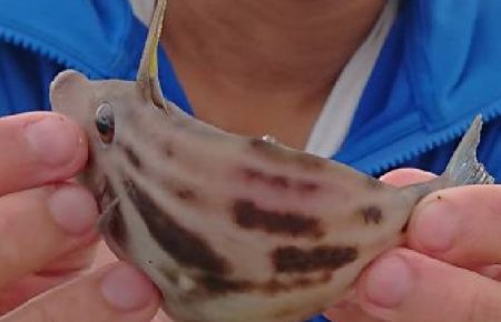 カワハギ釣れたよ！