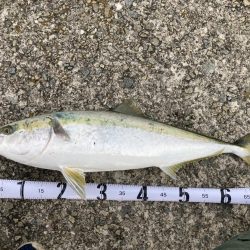 まさかのメジロ！