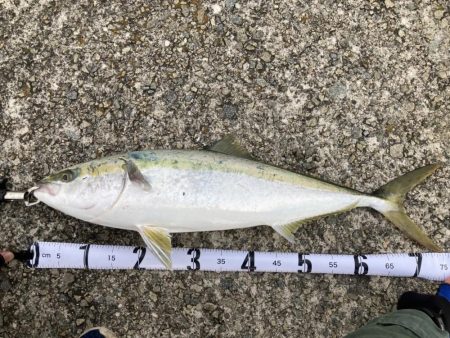 まさかのメジロ！