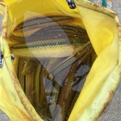 青物を求めて漆黒の闇に紛れての弾丸ツアー