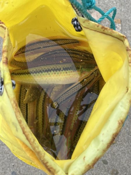 青物を求めて漆黒の闇に紛れての弾丸ツアー