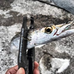 カマスのボイルが…