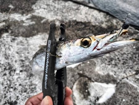 カマスのボイルが…