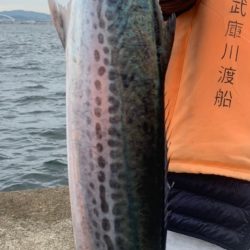 渋めの中サゴシ