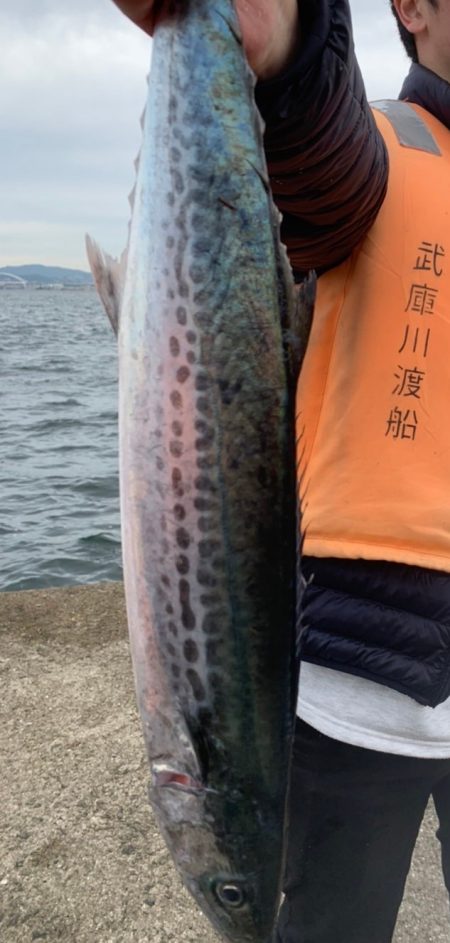 渋めの中サゴシ