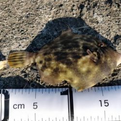 カワハギ仕掛けで五目釣り