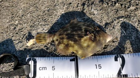 カワハギ仕掛けで五目釣り