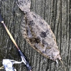 夜メッキから朝練メッキで最後にヒラメ!