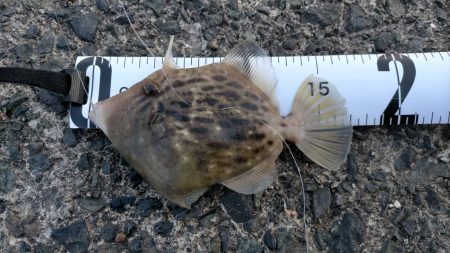 胴付き仕掛けで五目釣り