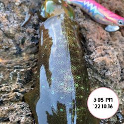 エギング夕まづめ