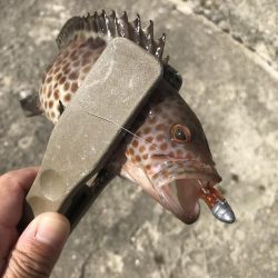 ライトワインドでオオモンハタGET