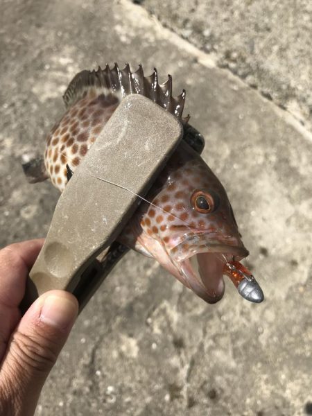 ライトワインドでオオモンハタGET