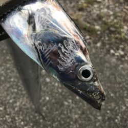 朝の太刀魚釣り