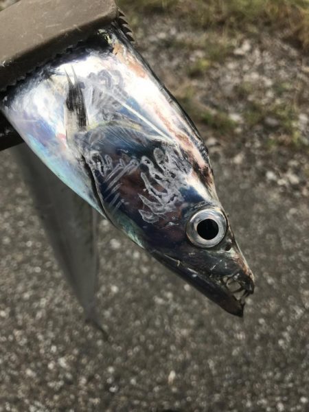 朝の太刀魚釣り