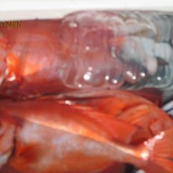 黒ムツ、キントキ　釣れたよ(^_-)-☆