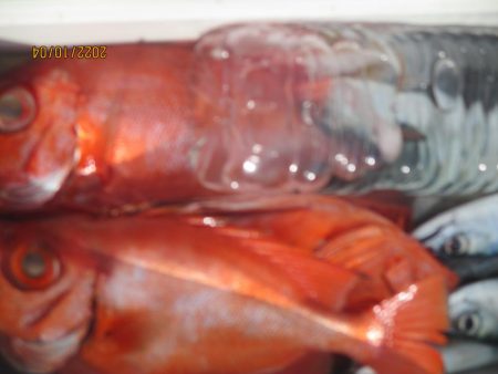 黒ムツ、キントキ　釣れたよ(^_-)-☆