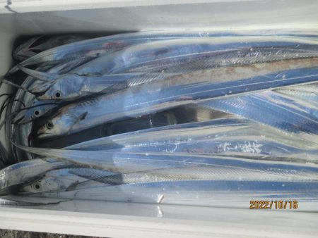 太刀魚が入れ食いでした(^^♪