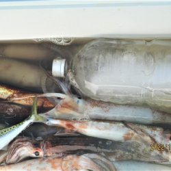 スルメイカ　12～18杯　(^^♪