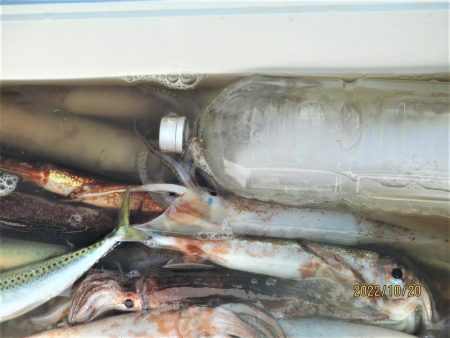 スルメイカ　12～18杯　(^^♪