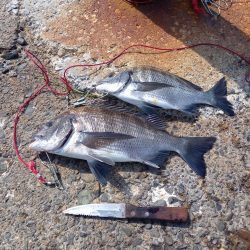 明鐘岬でクロダイ狙い