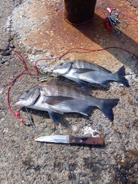 明鐘岬でクロダイ狙い