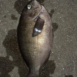 杉田緑地公園での夜釣り