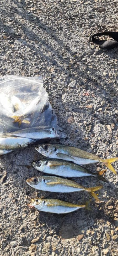 デカアジ目指して