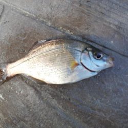 横須賀の海岸でのちょい投げ釣り