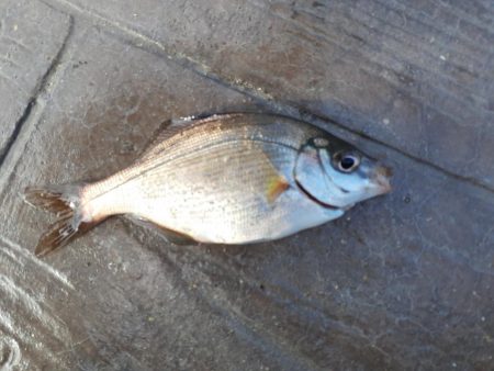 横須賀の海岸でのちょい投げ釣り