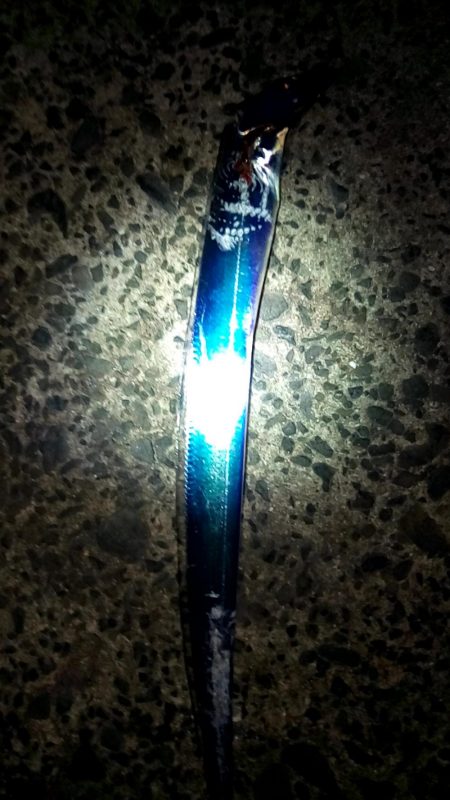 やっと釣れた！タチウオ