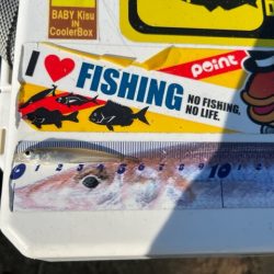 秋の新松原海岸はピンギスしかいませんでした