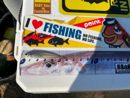 秋の新松原海岸はピンギスしかいませんでした…