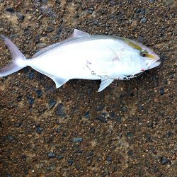 かなり久しぶりの魚