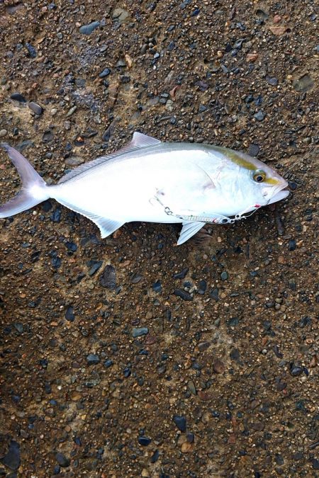 かなり久しぶりの魚