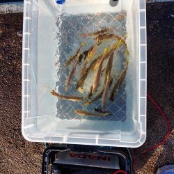 アオリイカ釣り