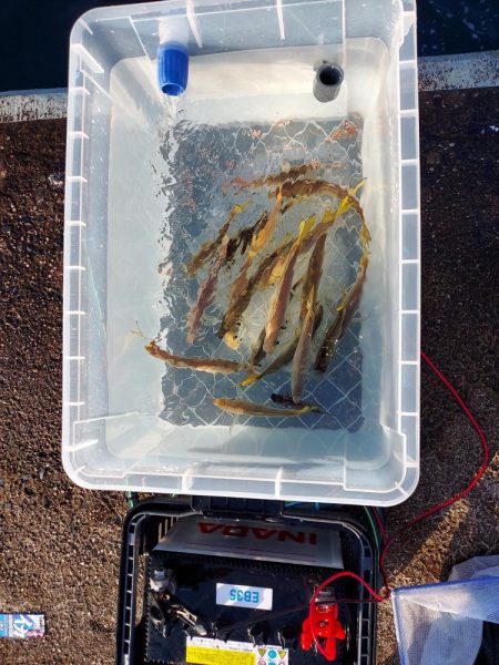 アオリイカ釣り