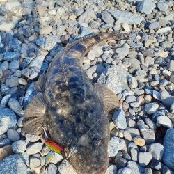 久しぶりのマゴチ(^-^)